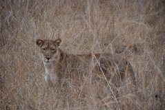 Zambia: South Luangwa NP