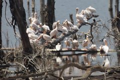 Kenia: Lake Nakuru NP